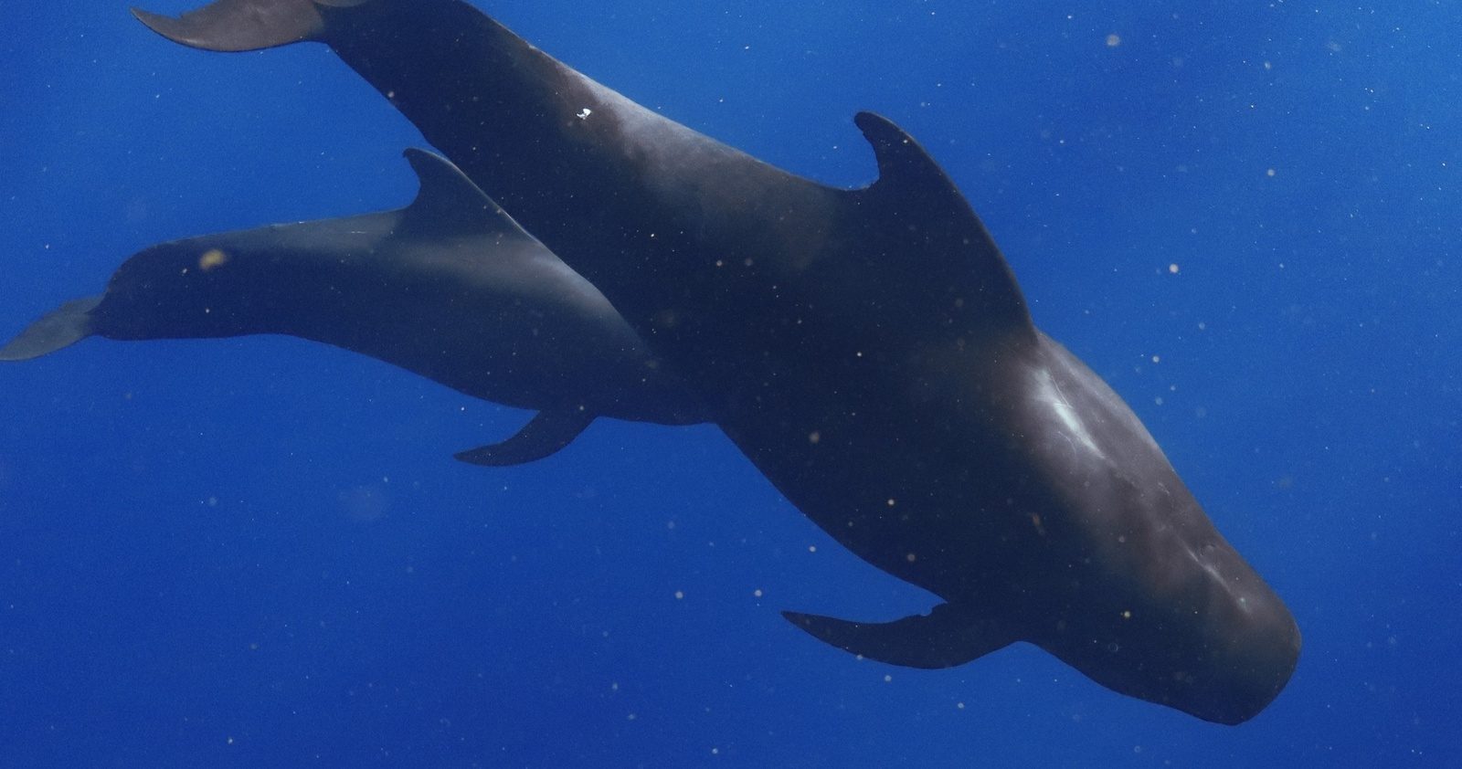 Spinner dolphins leaping beside the boat with the Waiʻanae mountains behind