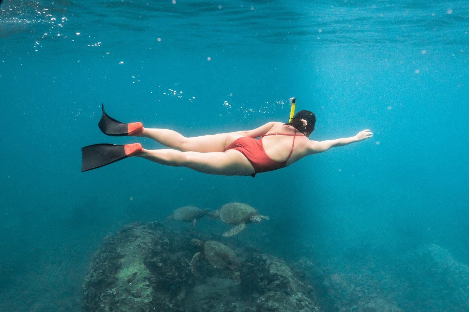 A green sea turtle gliding over the reef during the guided snorkel stop