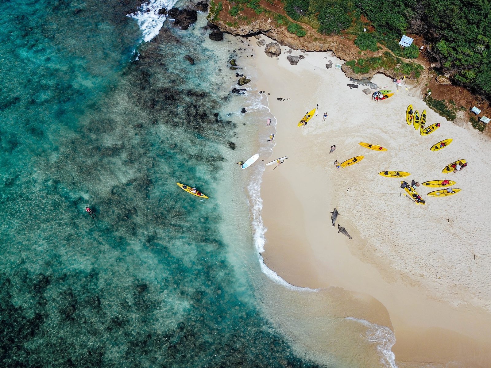 A guide pointing out a green sea turtle to kayakers over the reef in clear shallow water