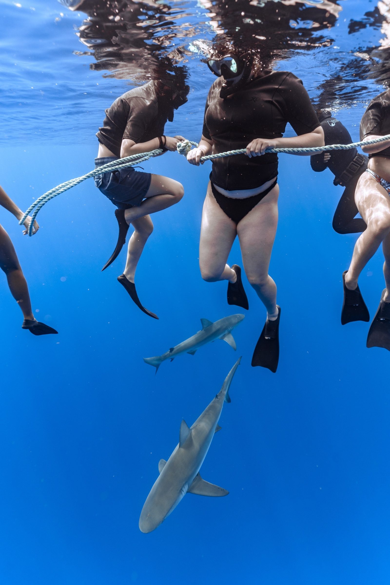 Several sharks cruising in the blue beneath the boat, seen from the surface