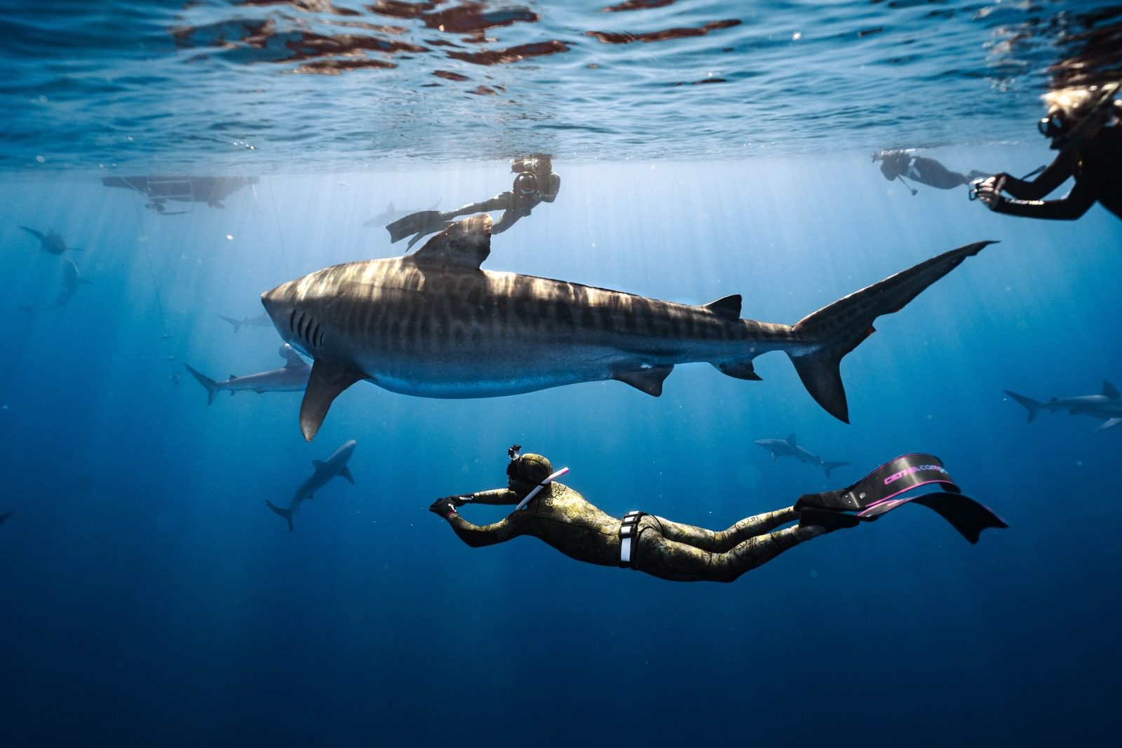 A sandbar shark circling just below two snorkelers in clear deep water