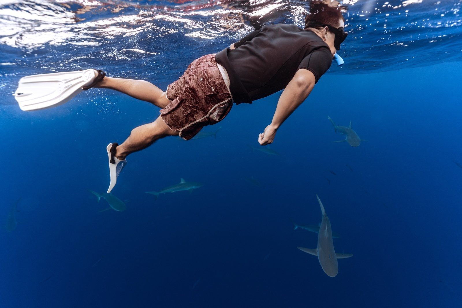 A safety diver free diving beside a Galapagos shark while guests watch from the surface