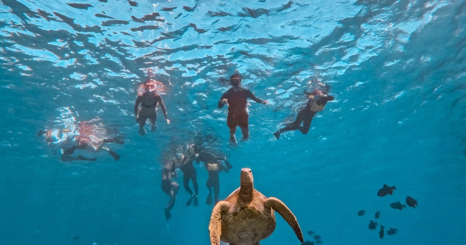 Snorkelers at the surface watching a green sea turtle swim up toward them, seen from below