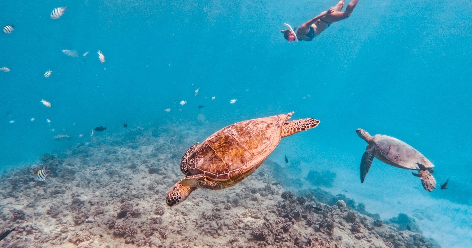 Two green sea turtles gliding over the reef with a snorkeler diving above them