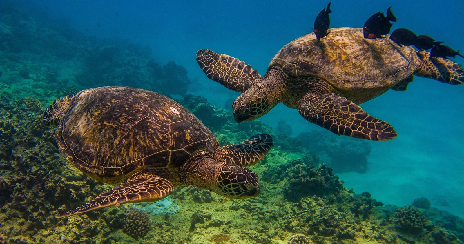 Two large green sea turtles resting on the coral at Turtle Canyon with reef fish around them
