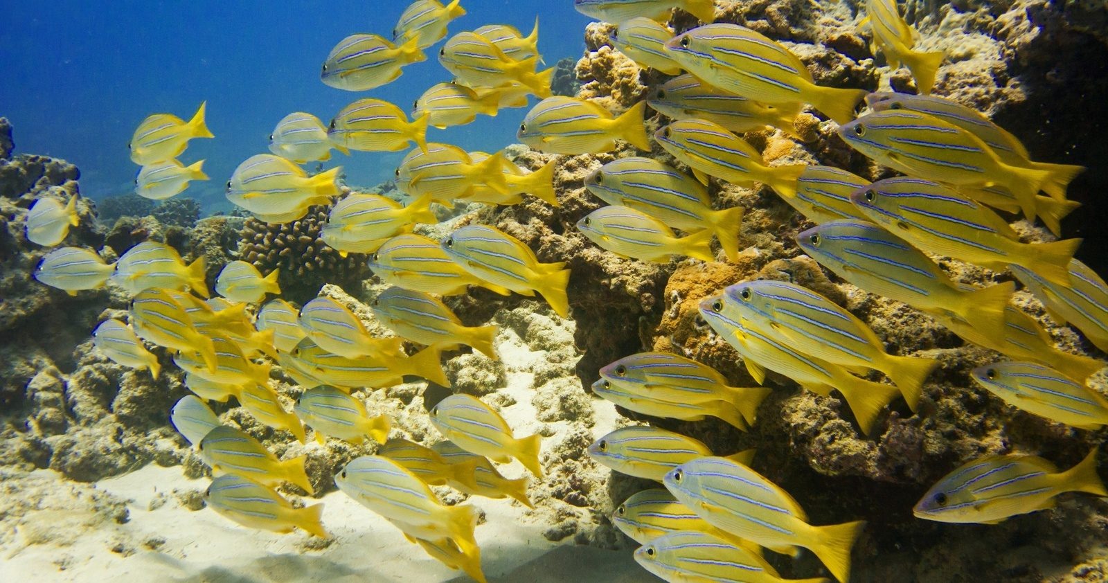 A school of yellow goatfish over the sand and coral of the reef